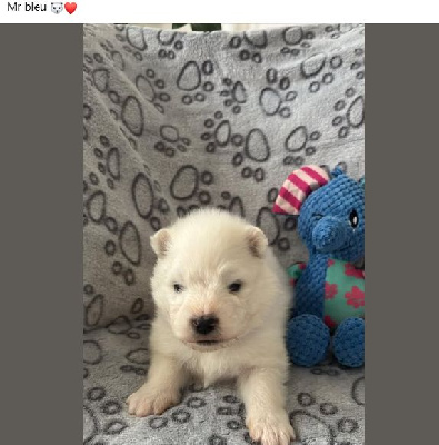 Les chiots de Samoyède