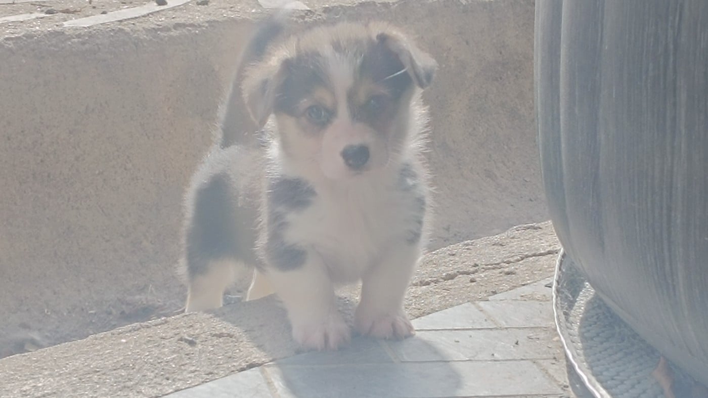 Baxter