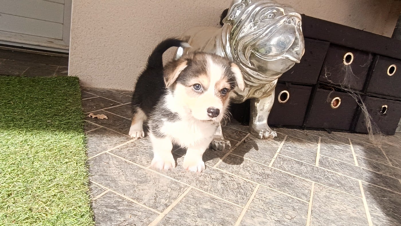 Baxter