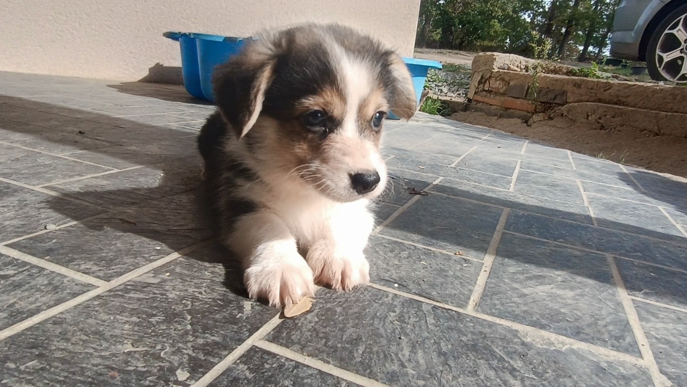 Baxter