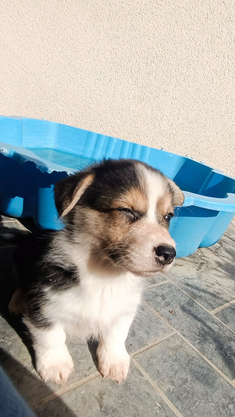 Baxter
