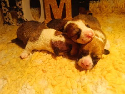 Les chiots de Welsh Corgi Pembroke