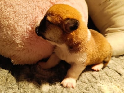 Les chiots de Welsh Corgi Pembroke