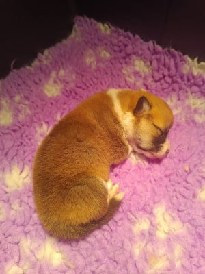 Les chiots de Welsh Corgi Pembroke