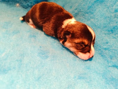 Les chiots de Welsh Corgi Pembroke