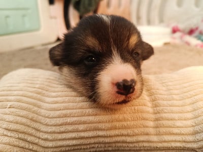 Les chiots de Welsh Corgi Pembroke