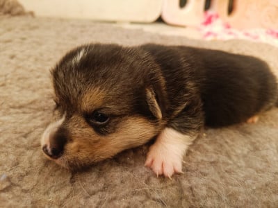 Barnabé - Welsh Corgi Pembroke