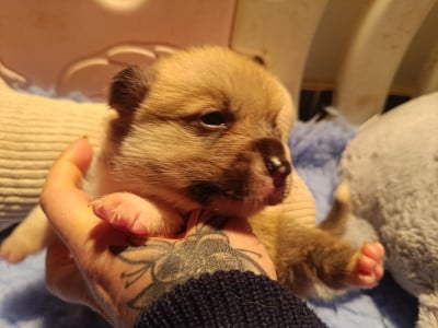 Bidule - Welsh Corgi Pembroke