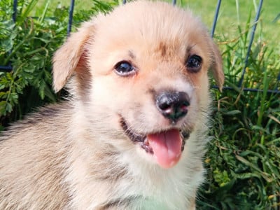 Les chiots de Welsh Corgi Pembroke