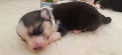 Les chiots de Welsh Corgi Pembroke
