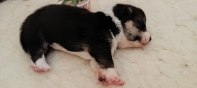 Les chiots de Welsh Corgi Pembroke