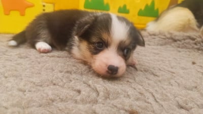 Les chiots de Welsh Corgi Pembroke