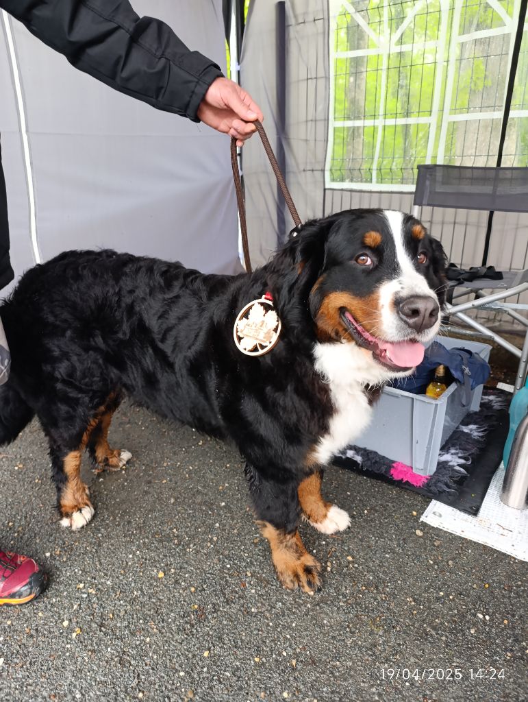 Taïra (Sans Affixe) - EXCELLENT non classé