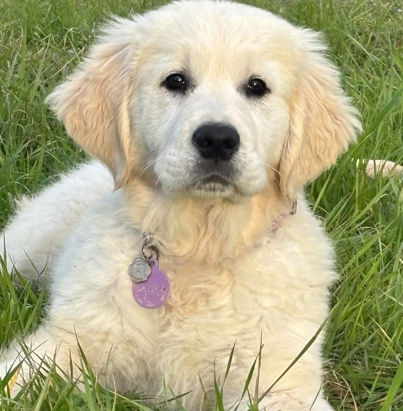 Publication : (Sans Affixe)