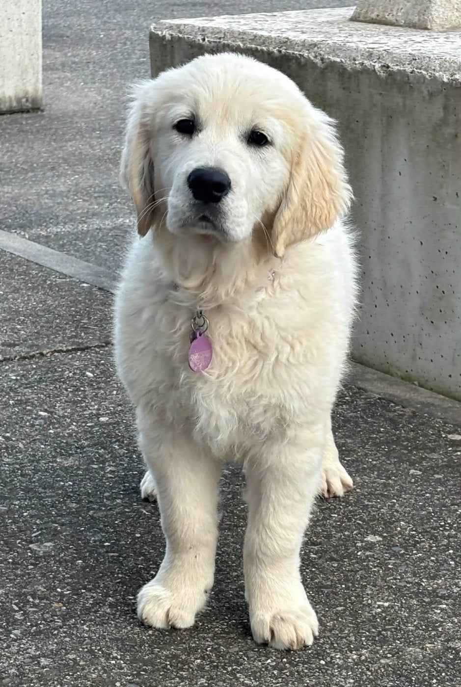 Publication : (Sans Affixe)