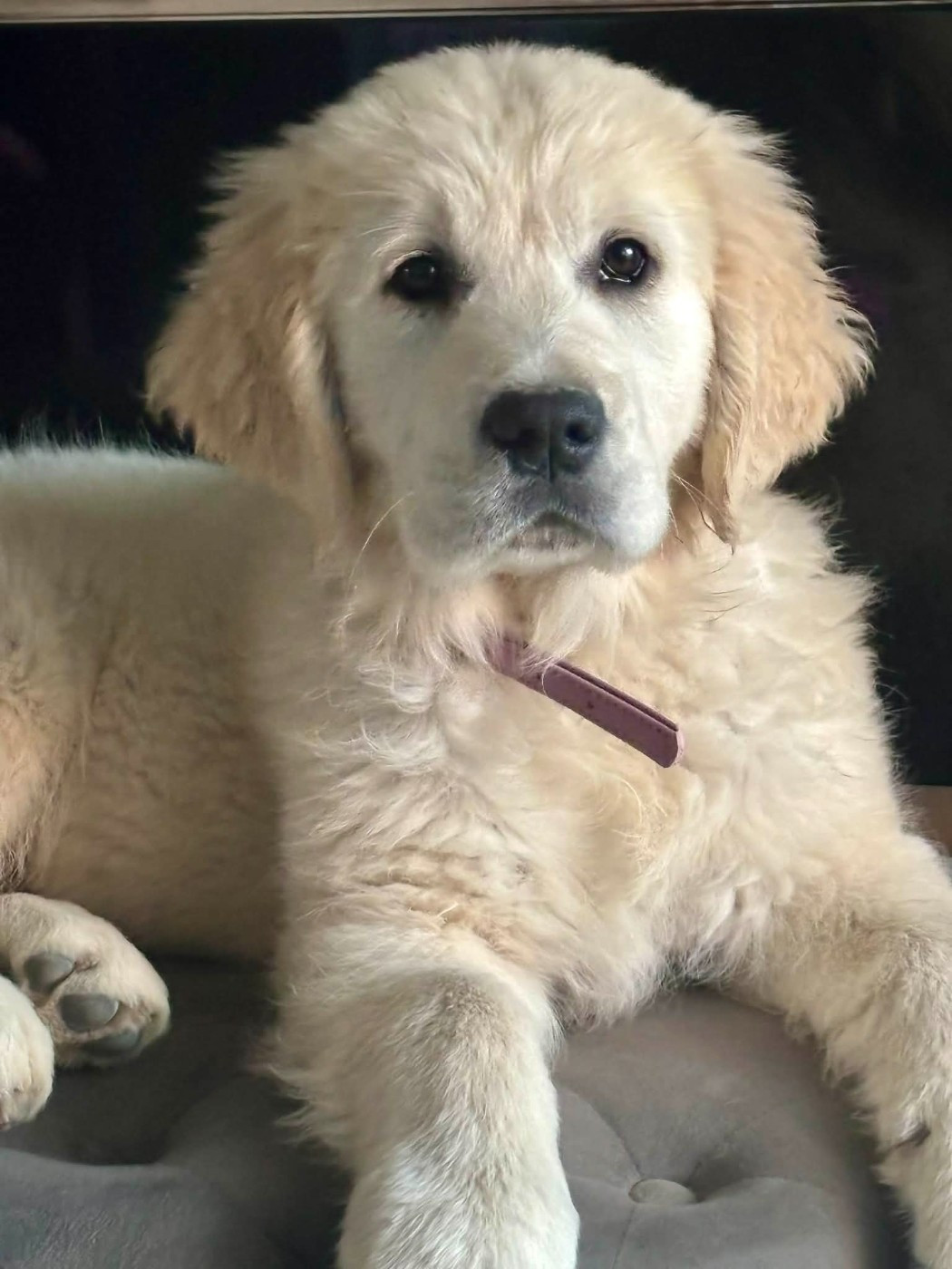 Publication : (Sans Affixe)