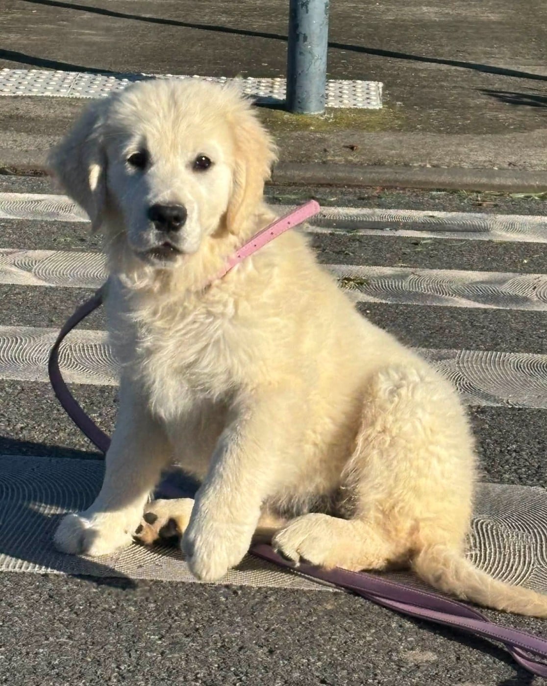 Publication : (Sans Affixe)