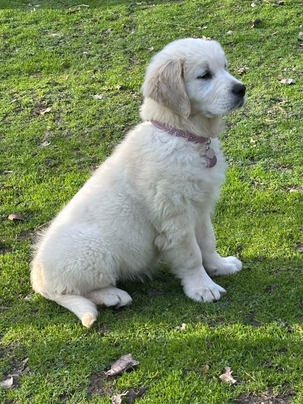 Publication : (Sans Affixe)