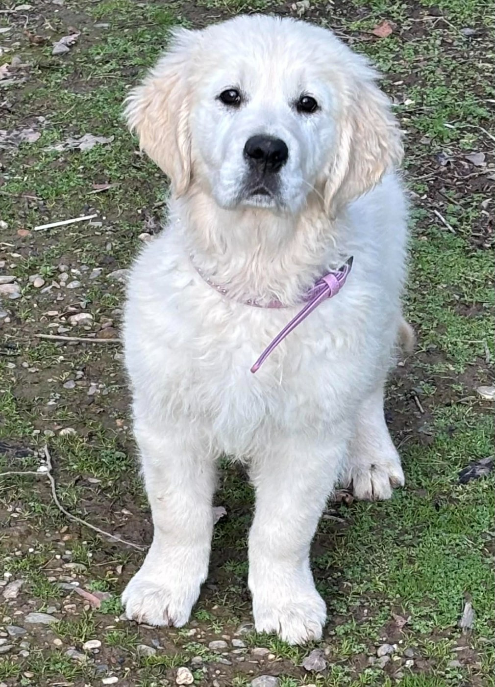 Publication : (Sans Affixe)