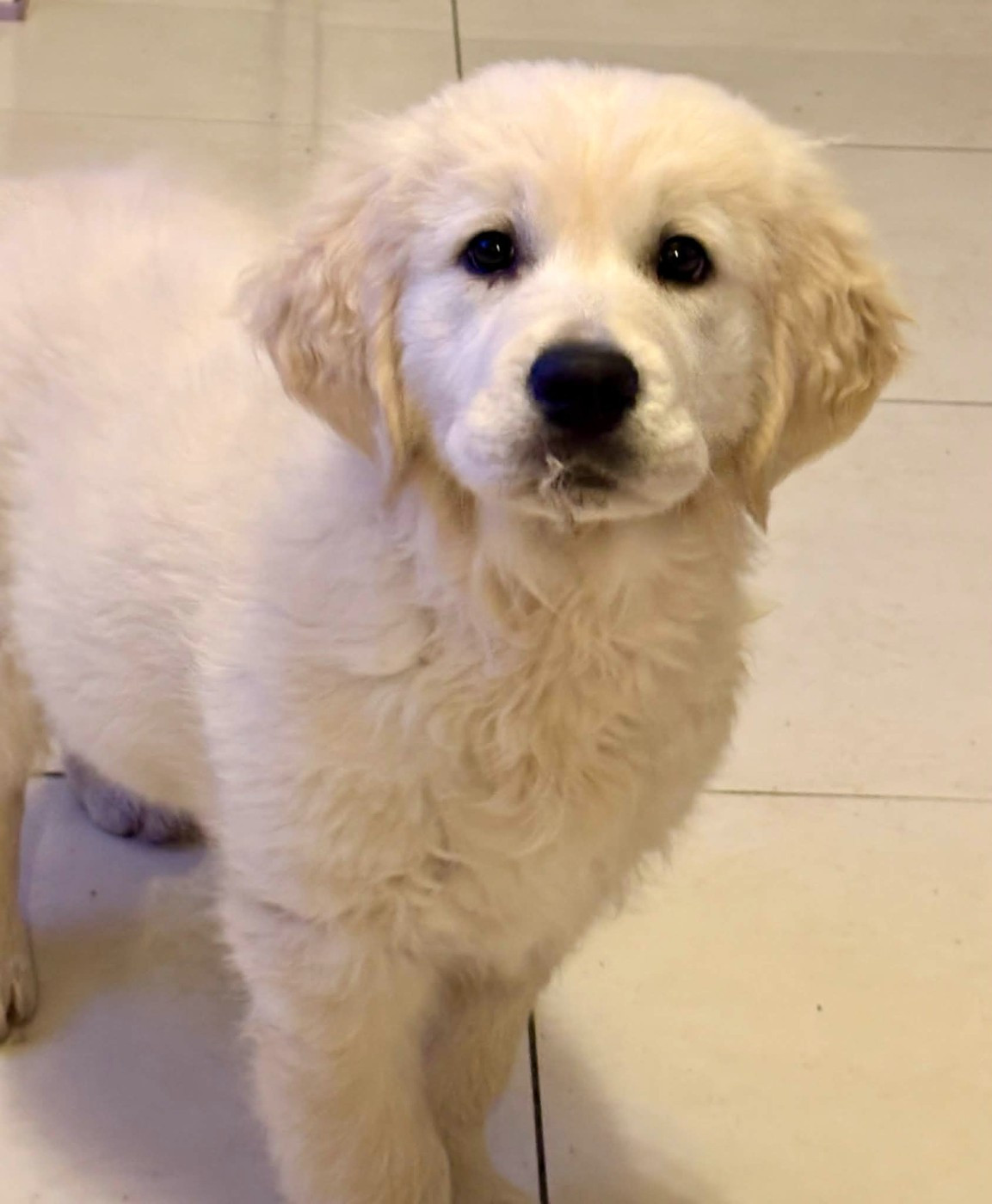 Publication : (Sans Affixe)