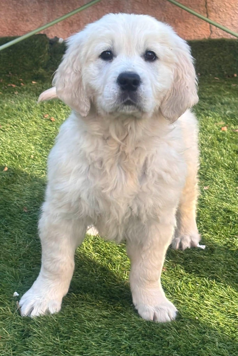 Publication : (Sans Affixe)