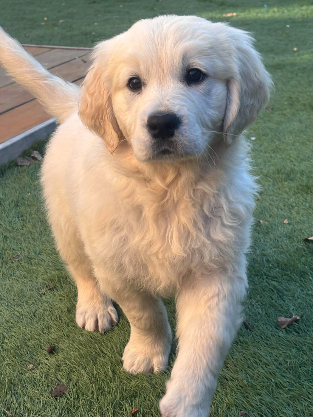 Publication : (Sans Affixe)