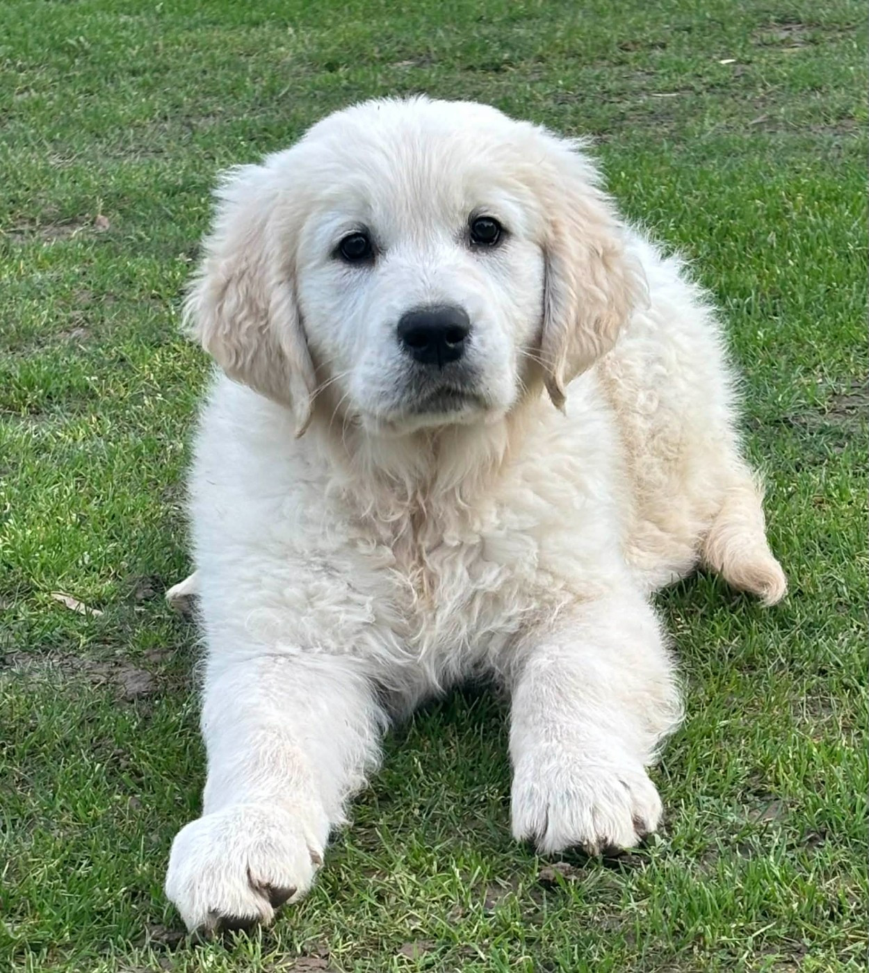 Publication : (Sans Affixe)