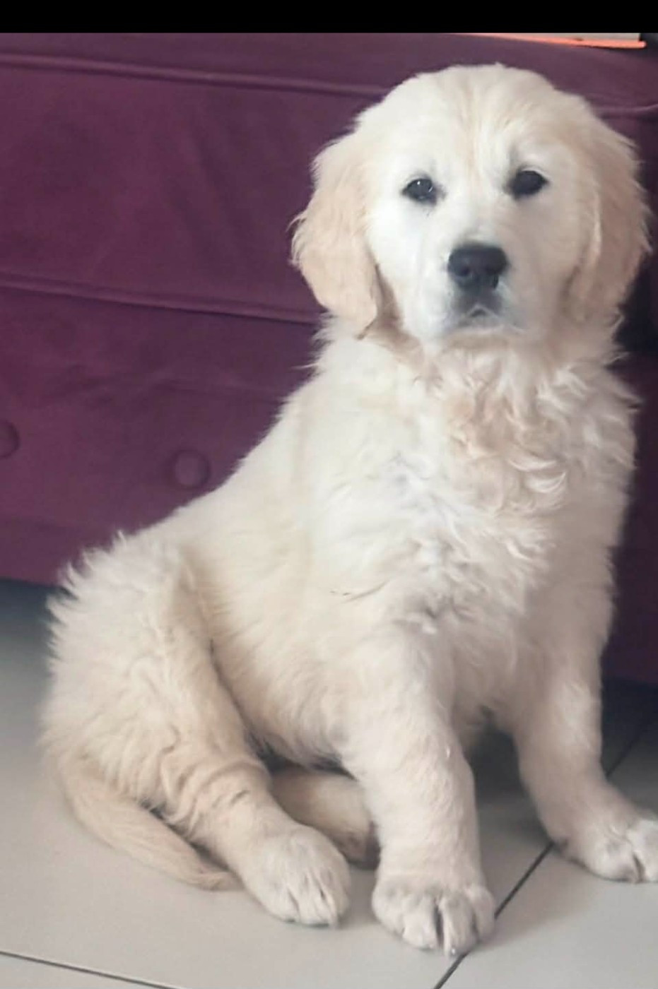 Publication : (Sans Affixe)