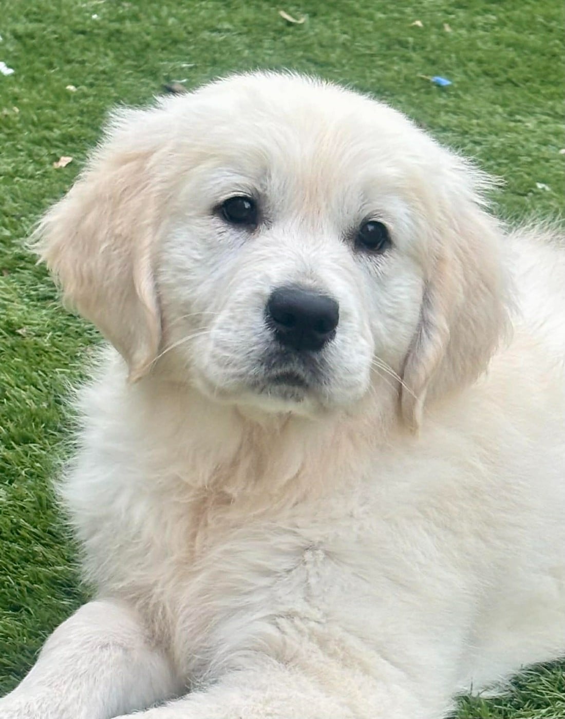 Publication : (Sans Affixe)