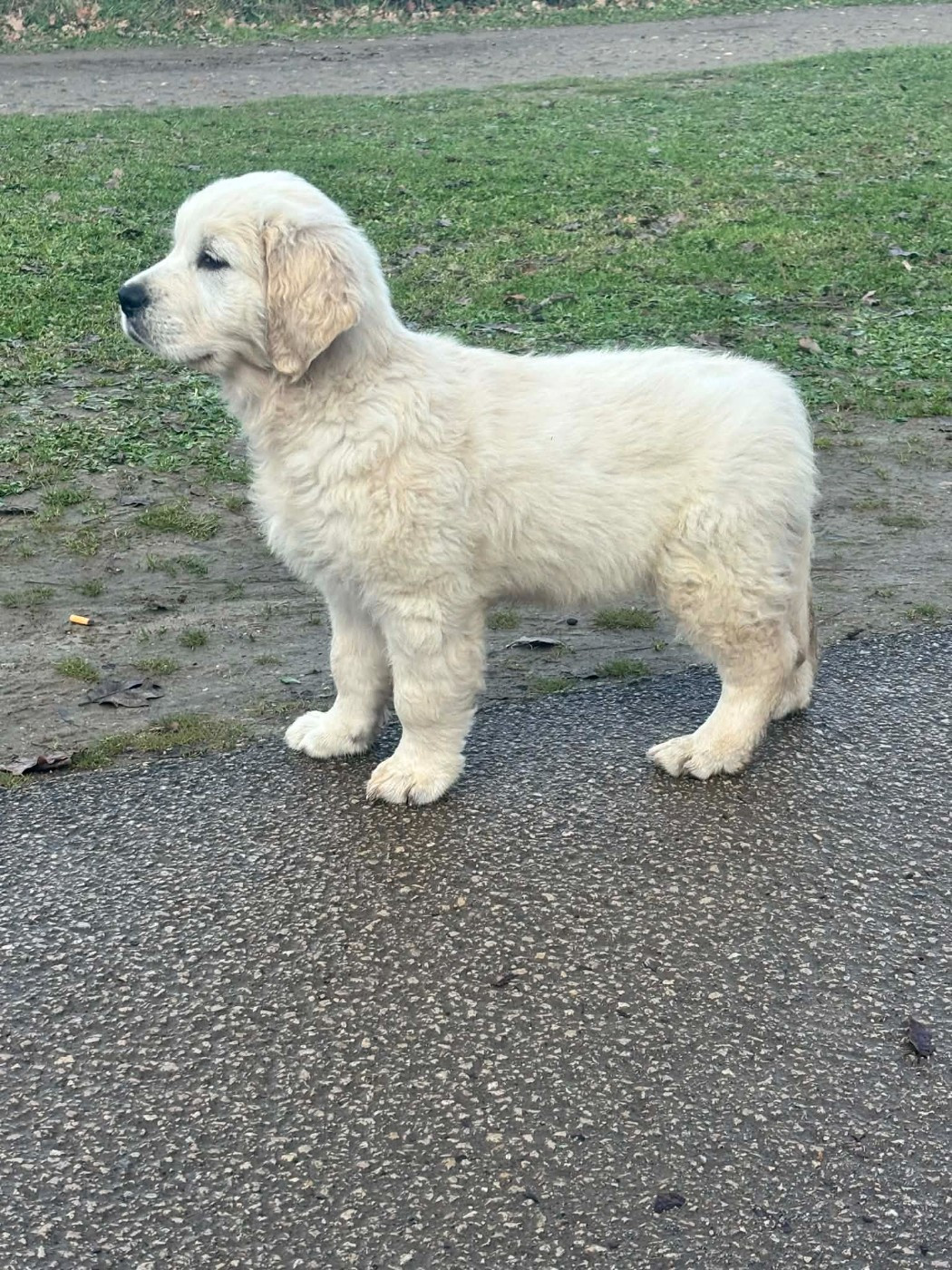 Publication : (Sans Affixe)