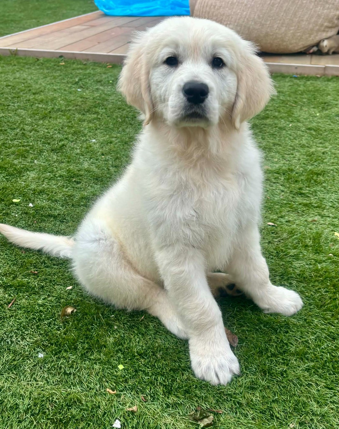 Publication : (Sans Affixe)