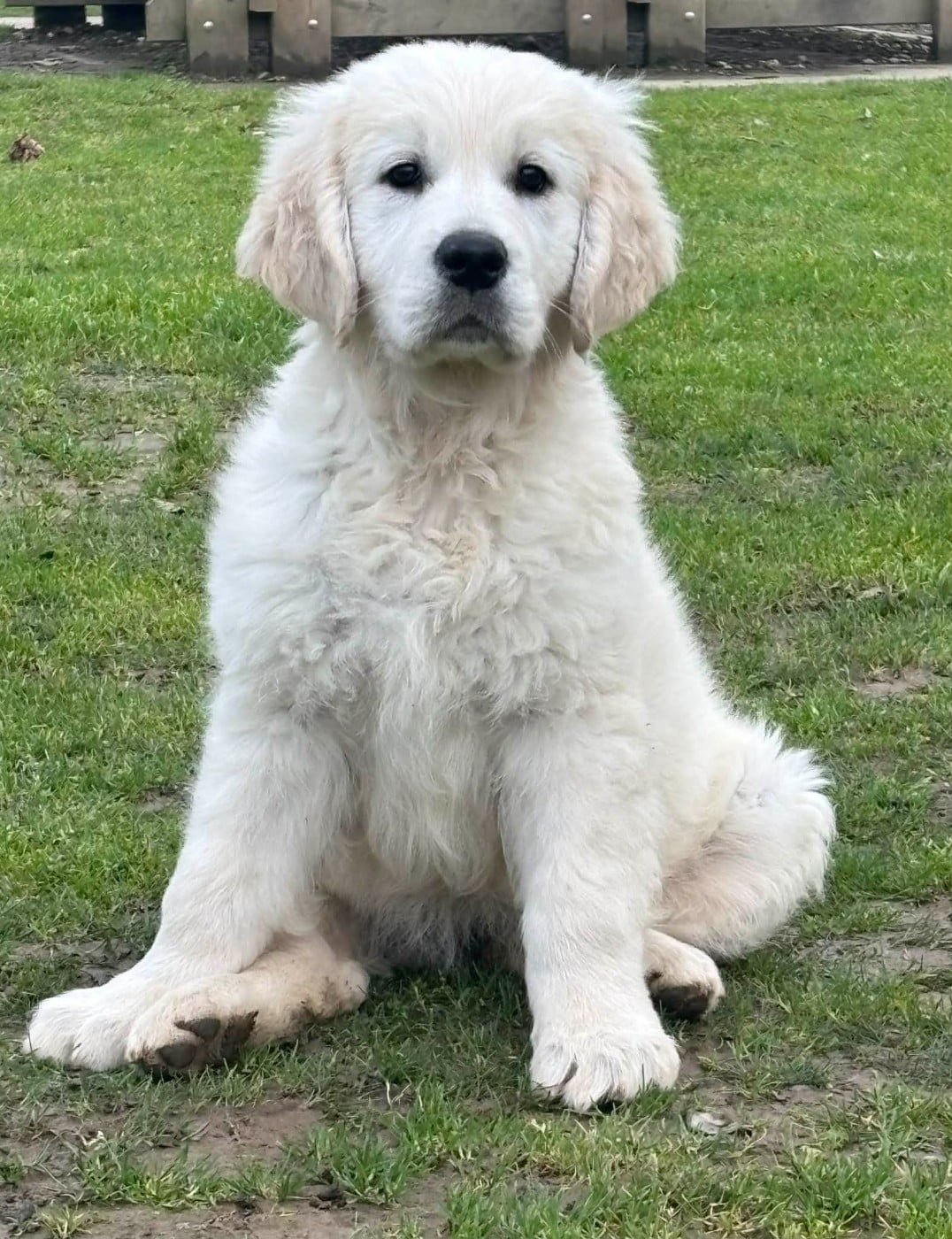 Publication : (Sans Affixe)