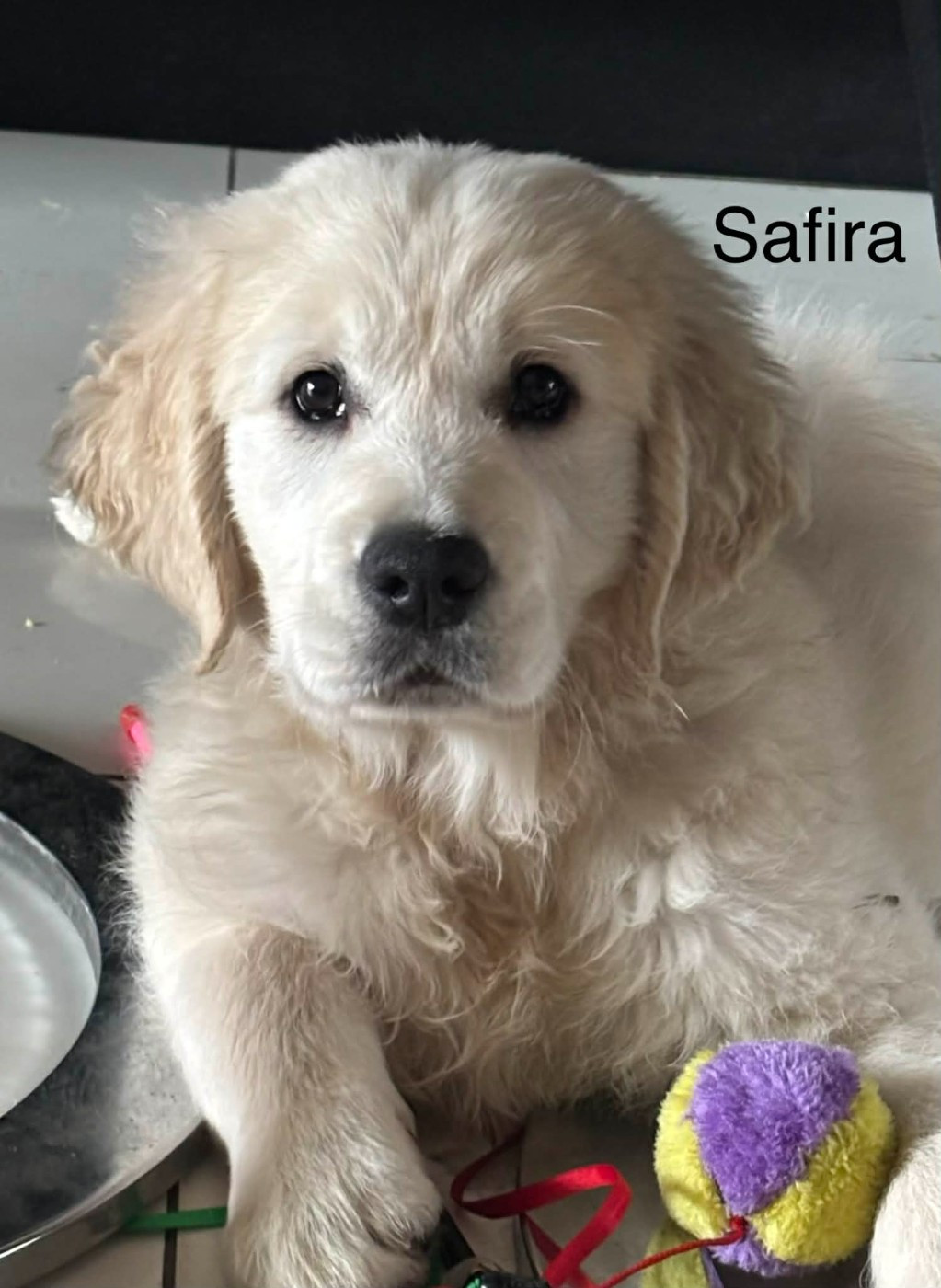 Publication : (Sans Affixe)