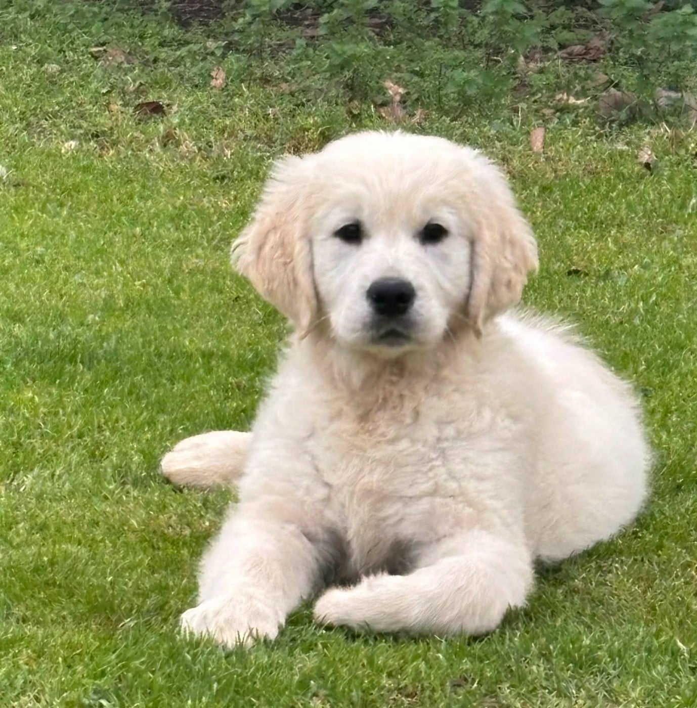 Publication : (Sans Affixe)