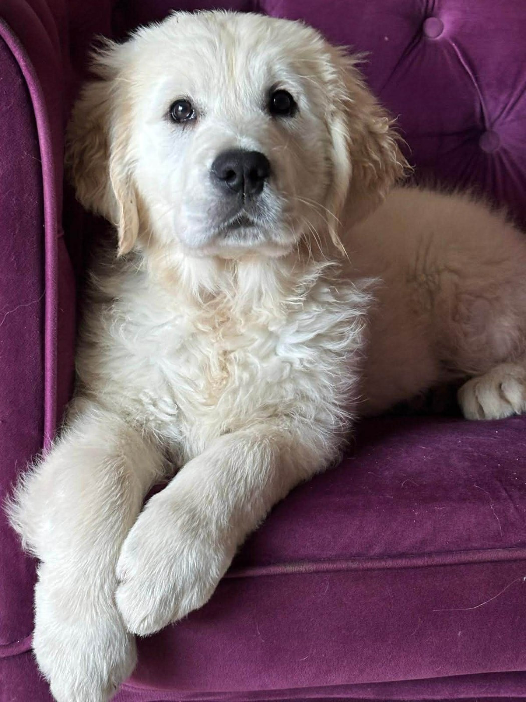 Publication : (Sans Affixe)