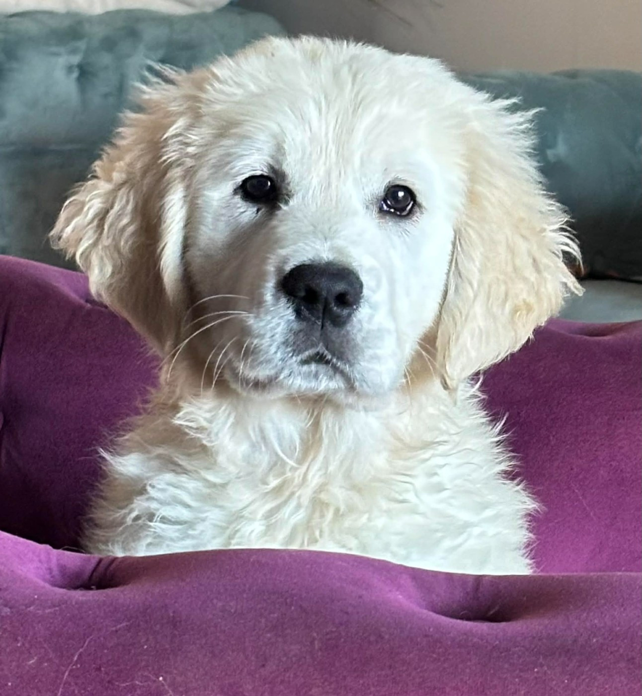 Publication : (Sans Affixe)