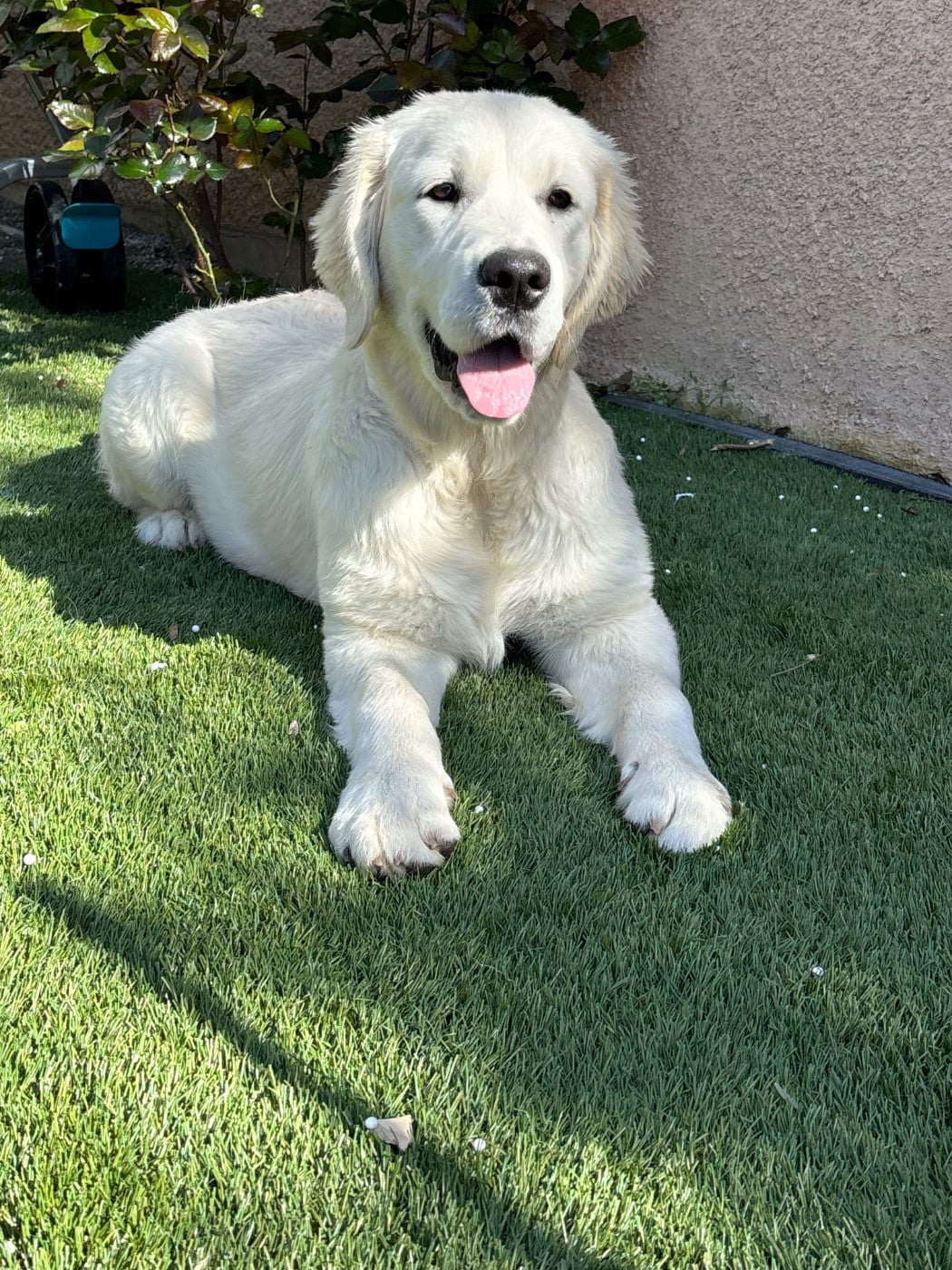 Publication : (Sans Affixe)