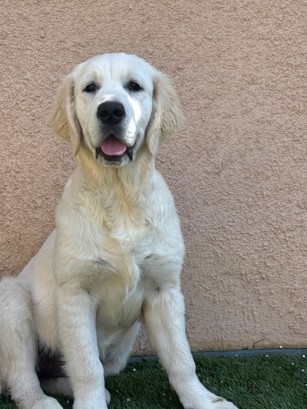 Publication : (Sans Affixe)