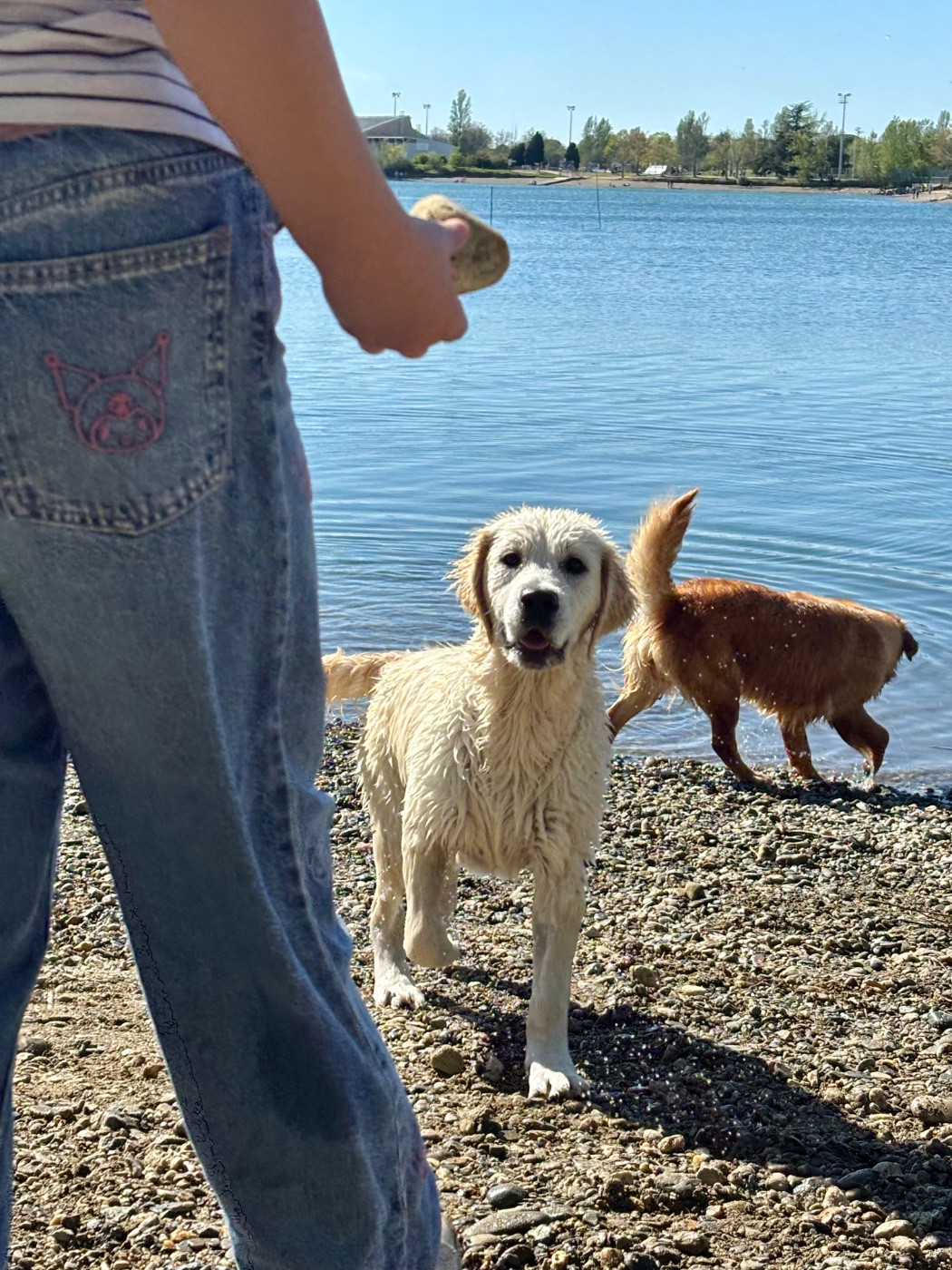 Publication : (Sans Affixe)