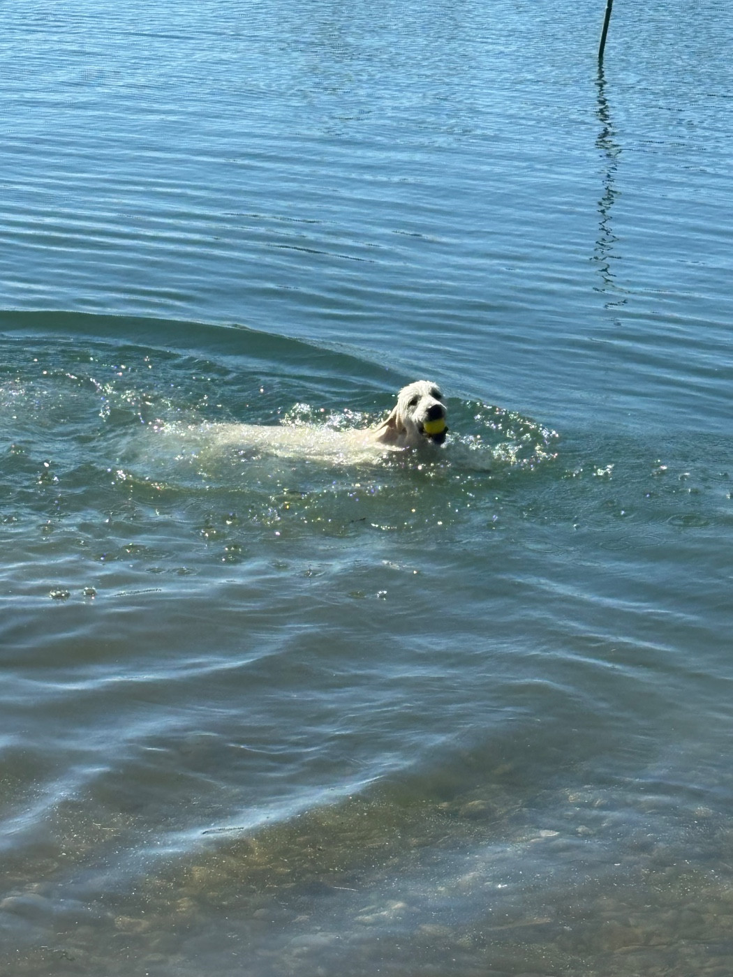 Publication : (Sans Affixe)