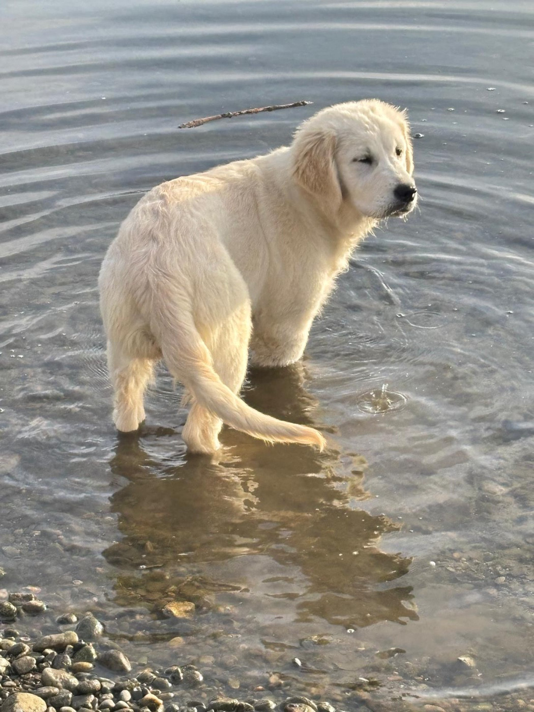 Publication : (Sans Affixe)