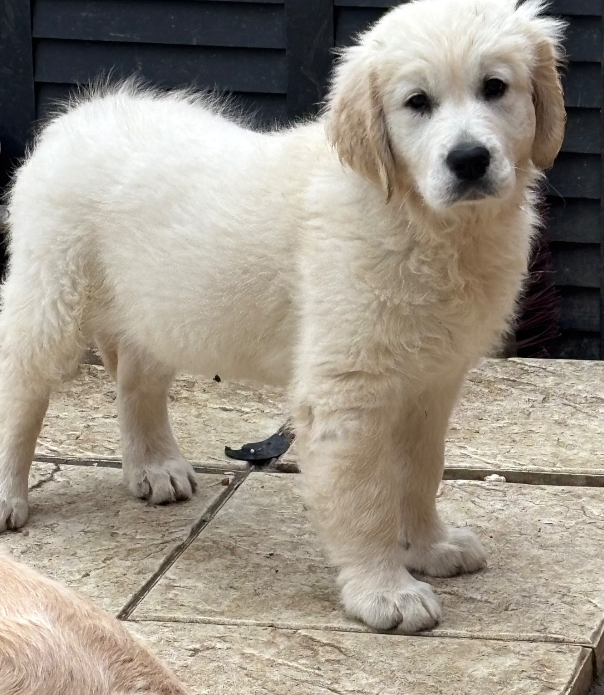 Publication : (Sans Affixe)