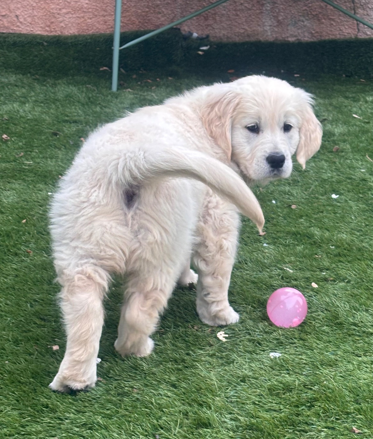 Publication : (Sans Affixe)