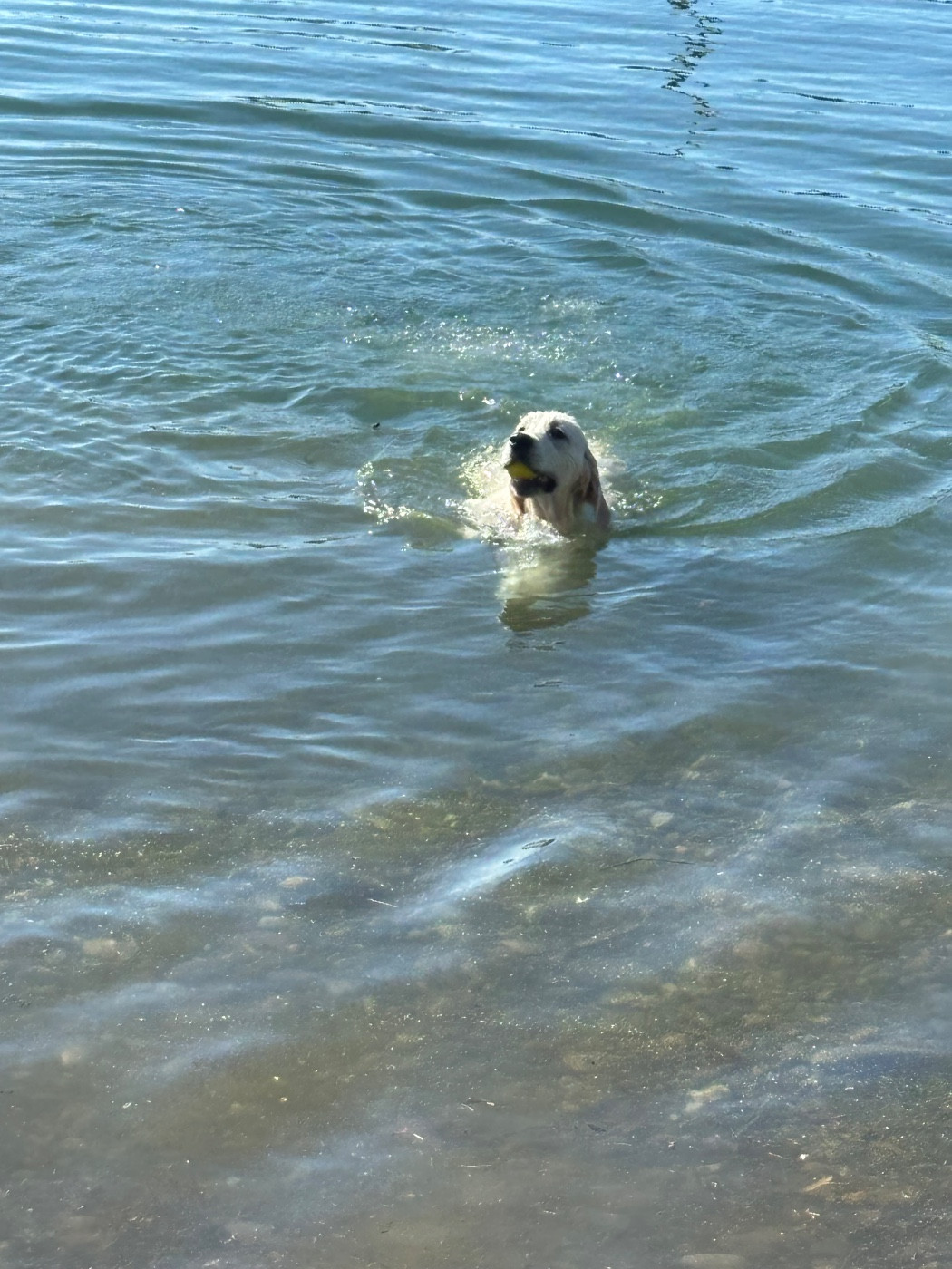 Publication : (Sans Affixe)