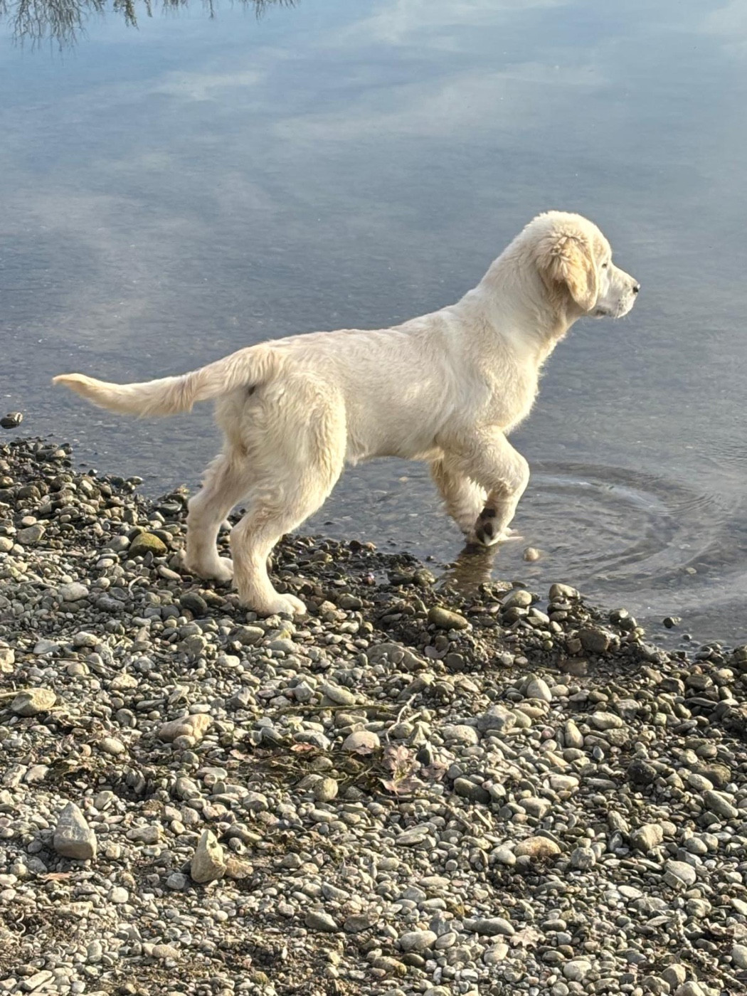 Publication : (Sans Affixe)