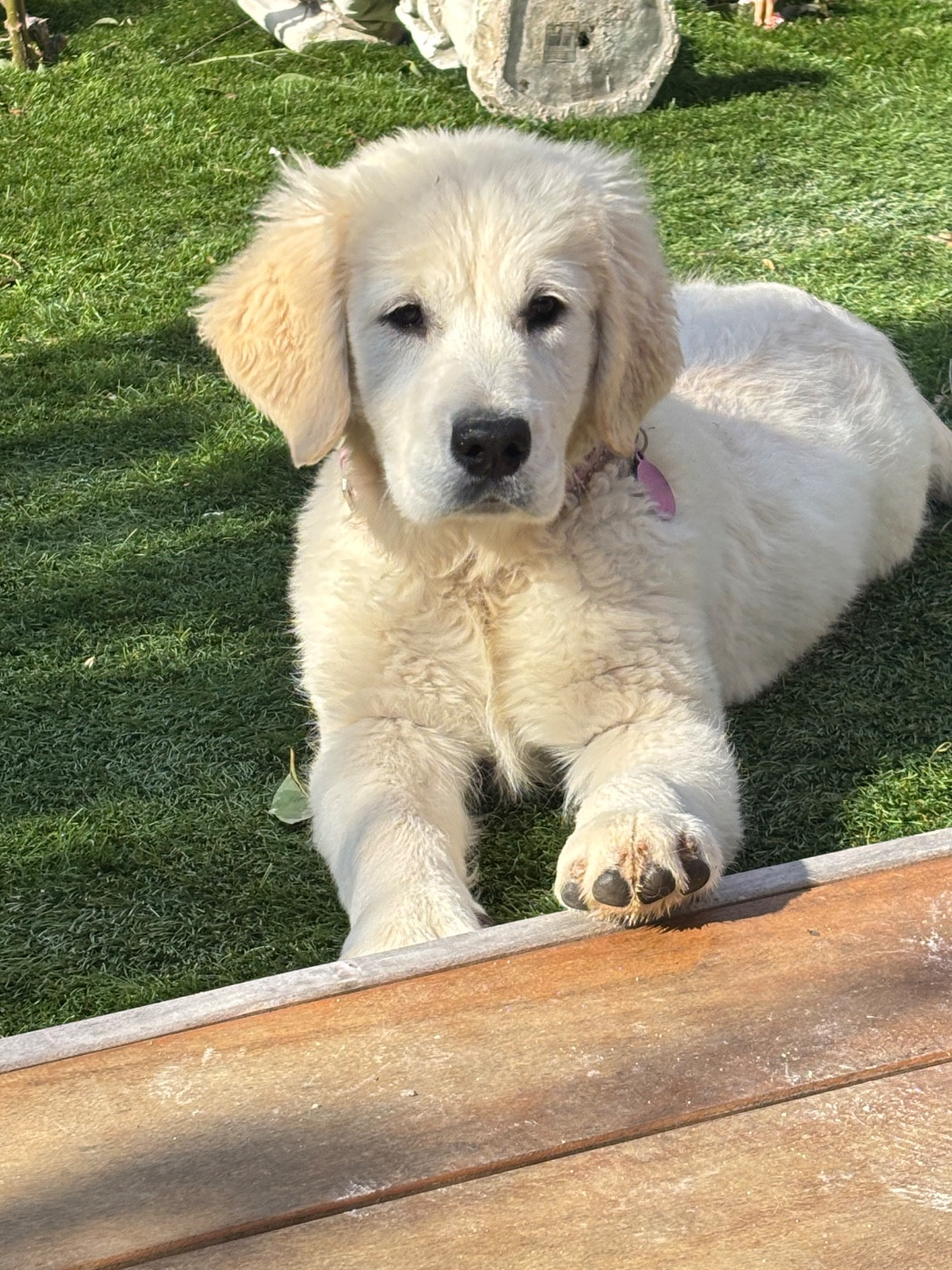 Publication : (Sans Affixe)