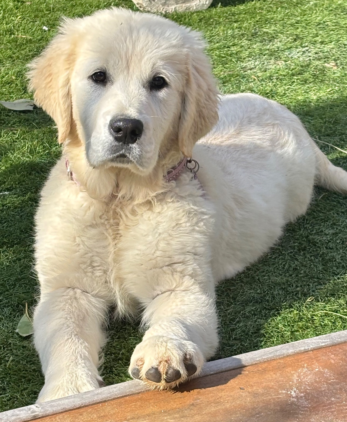 Publication : (Sans Affixe)