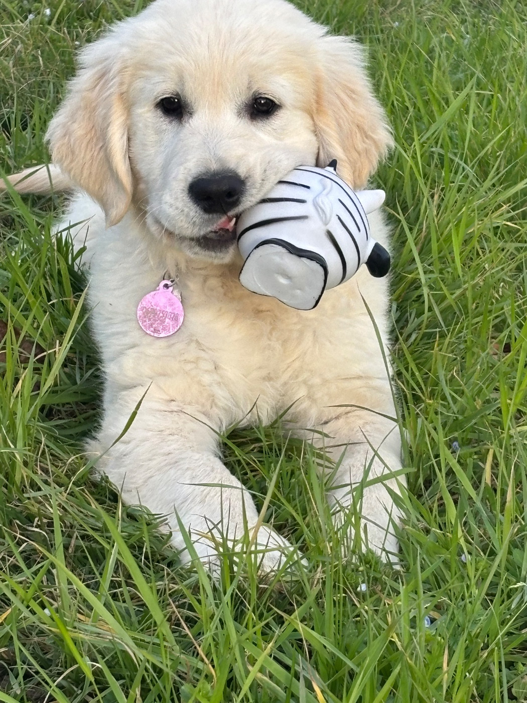 Publication : (Sans Affixe)