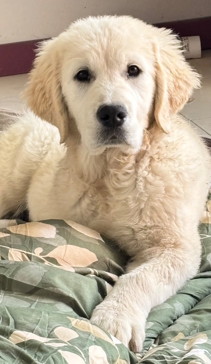 Publication : (Sans Affixe)