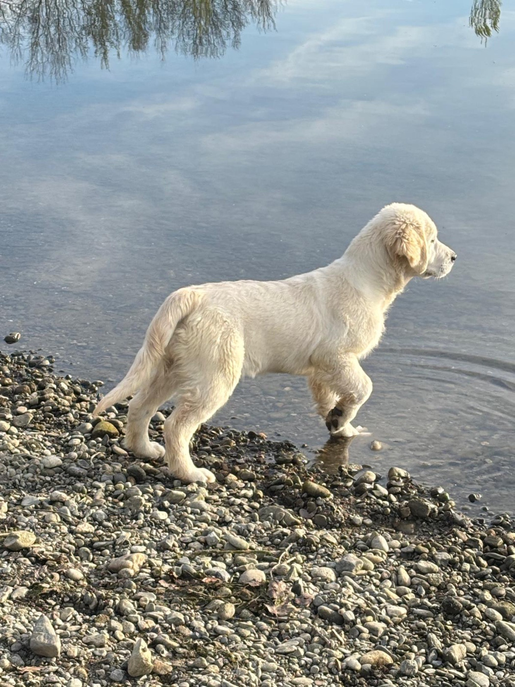 Publication : (Sans Affixe)